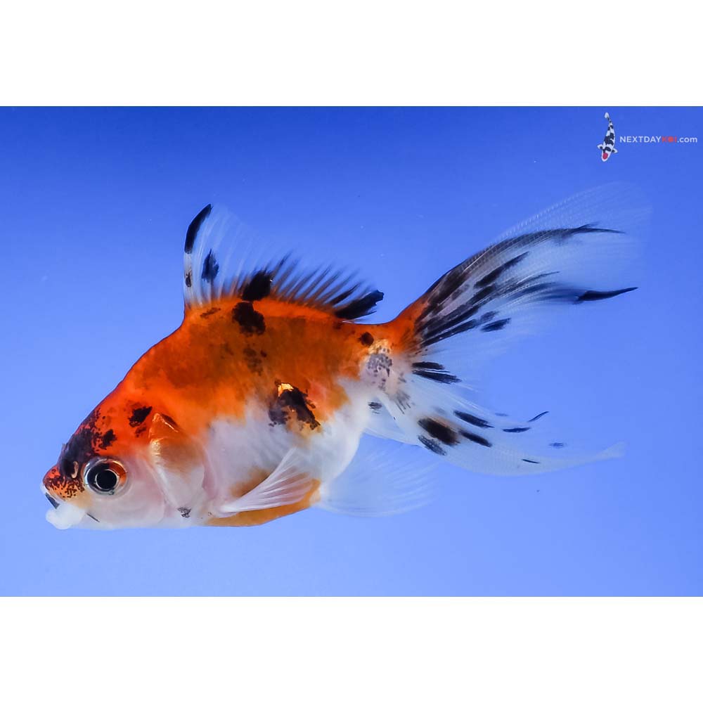 3.5” Imported Calico Ryukin