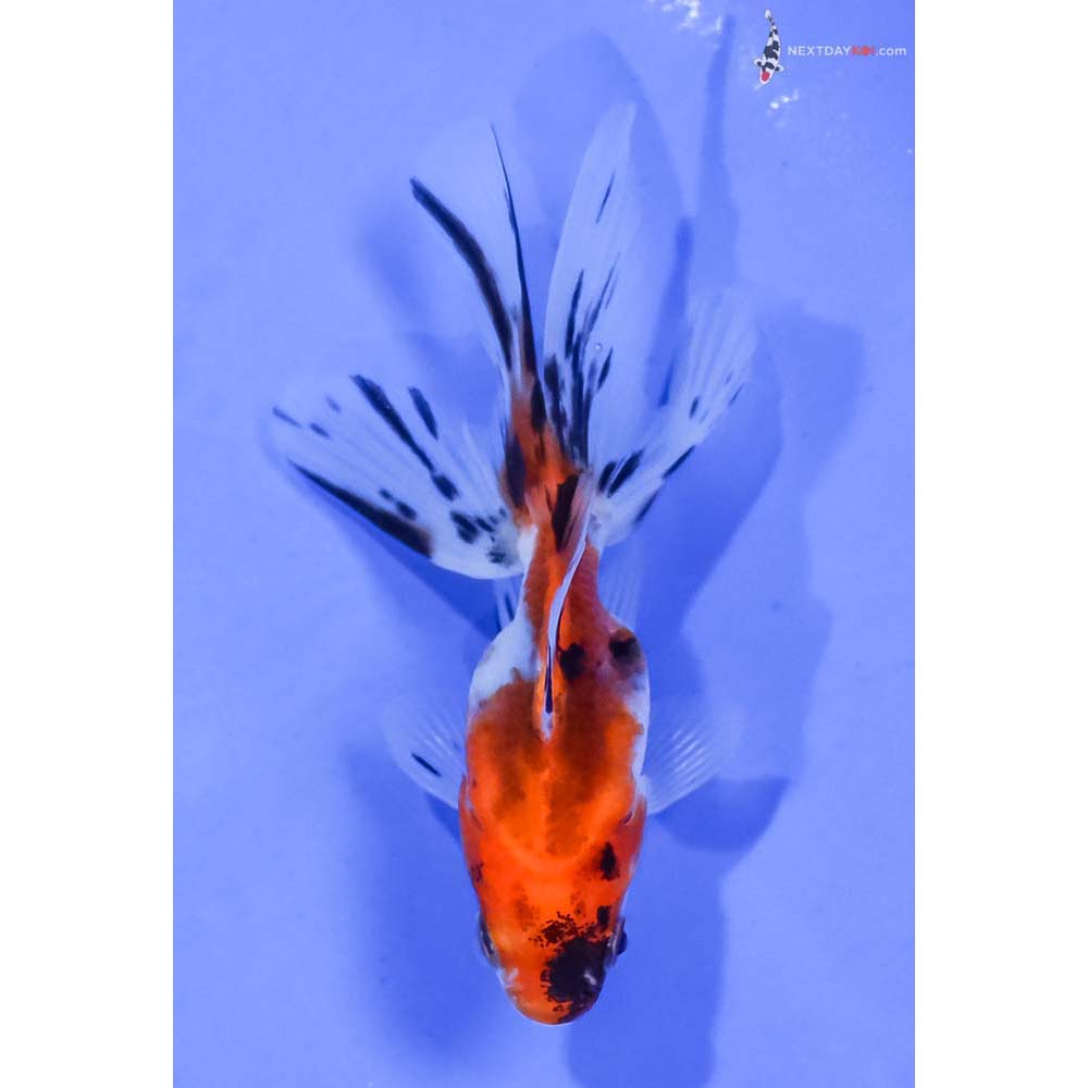 3.5” Imported Calico Ryukin