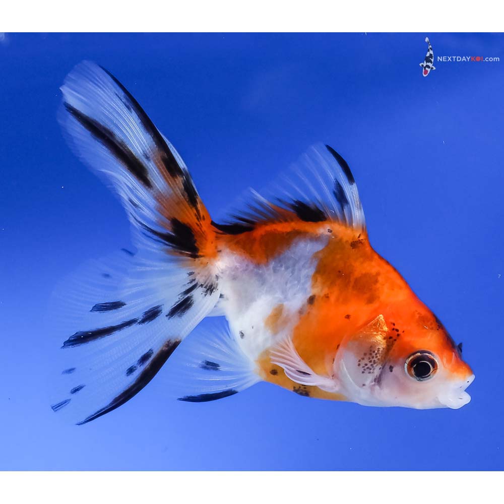 3.5” Imported Calico Ryukin
