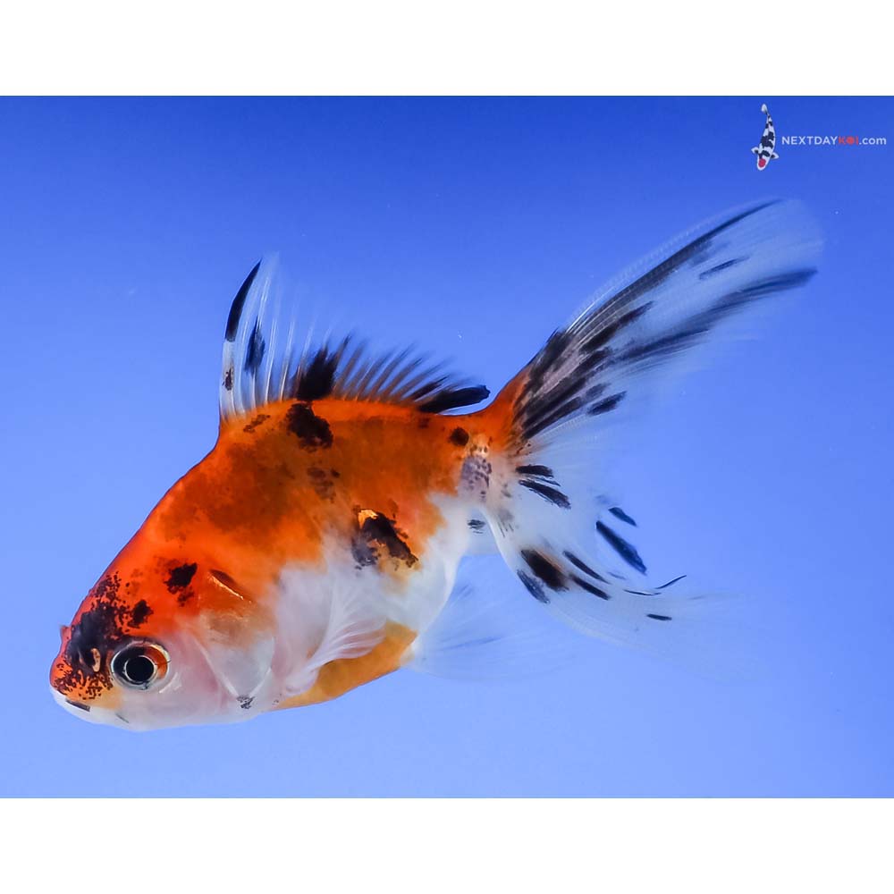 3.5” Imported Calico Ryukin