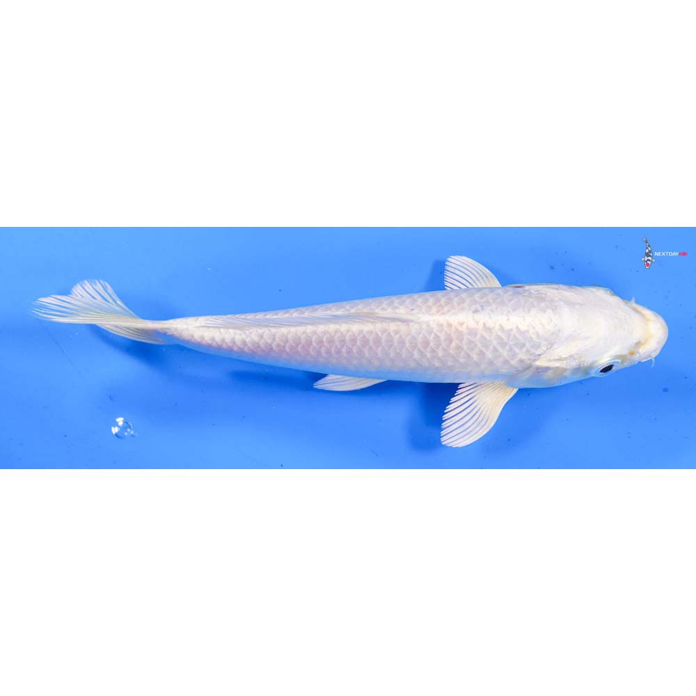7.5” Imported Platinum Ogon