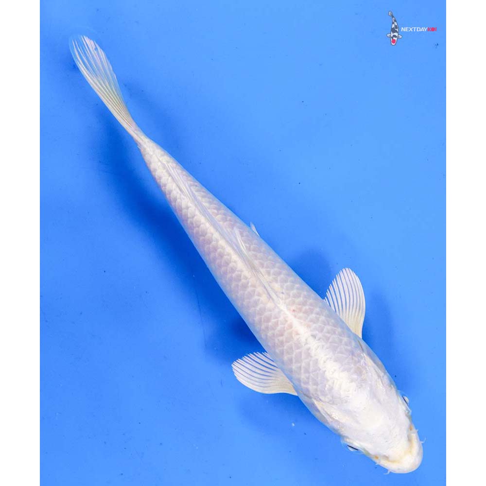 7.5” Imported Platinum Ogon