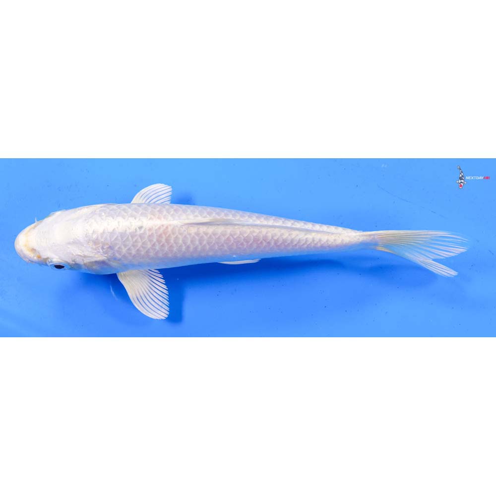 7.5” Imported Platinum Ogon