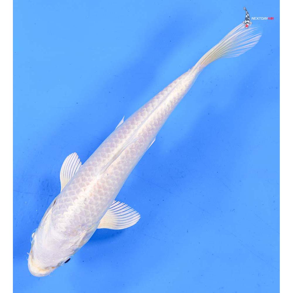 7.5” Imported Platinum Ogon