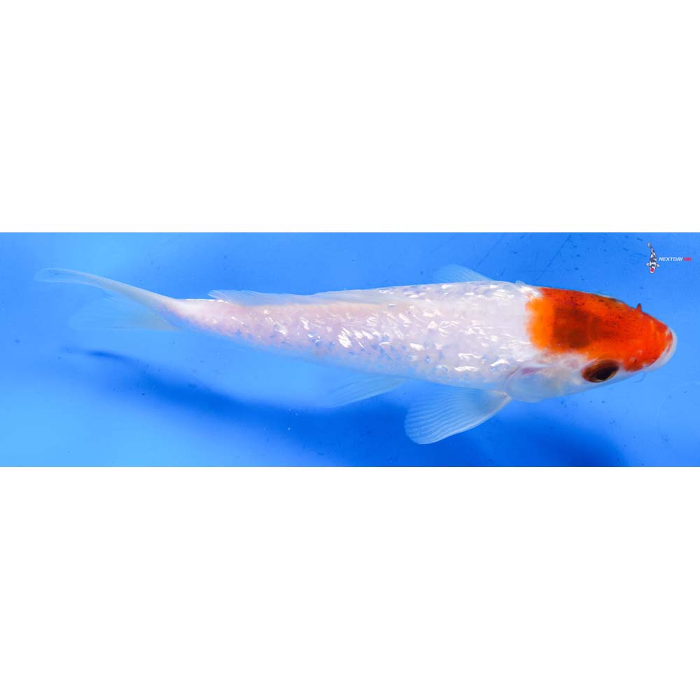 7.5” Imported Gin Rin Kohaku