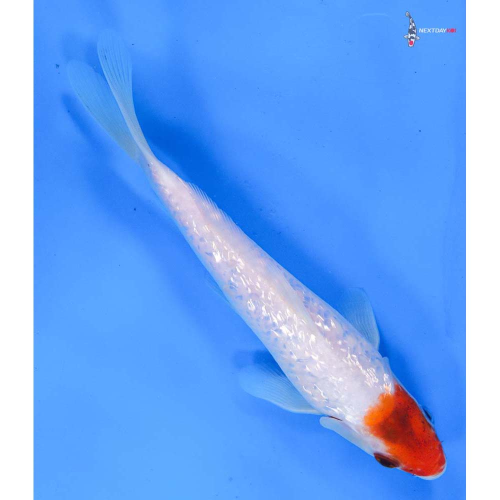 7.5” Imported Gin Rin Kohaku