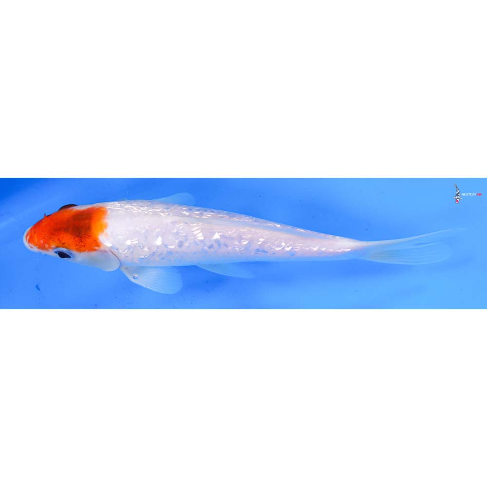 7.5” Imported Gin Rin Kohaku