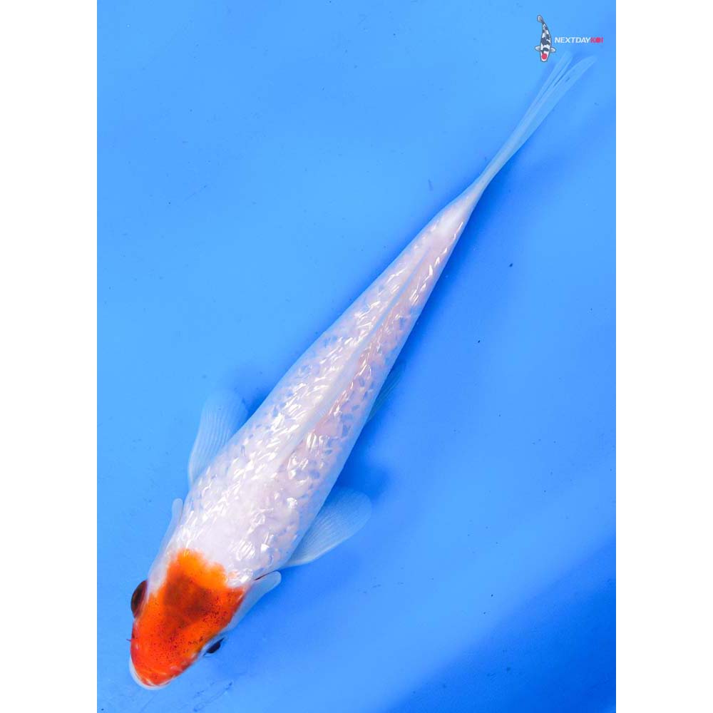 7.5” Imported Gin Rin Kohaku