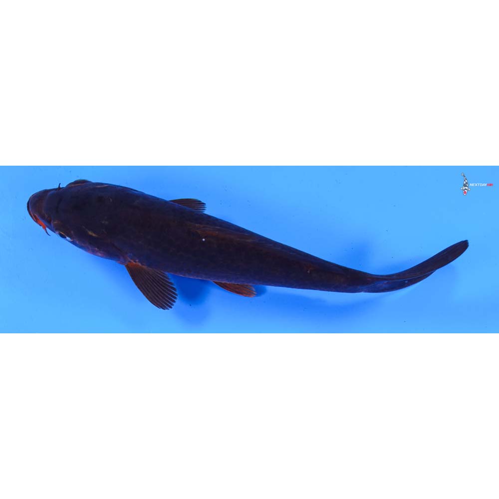 7” Imported Chagoi