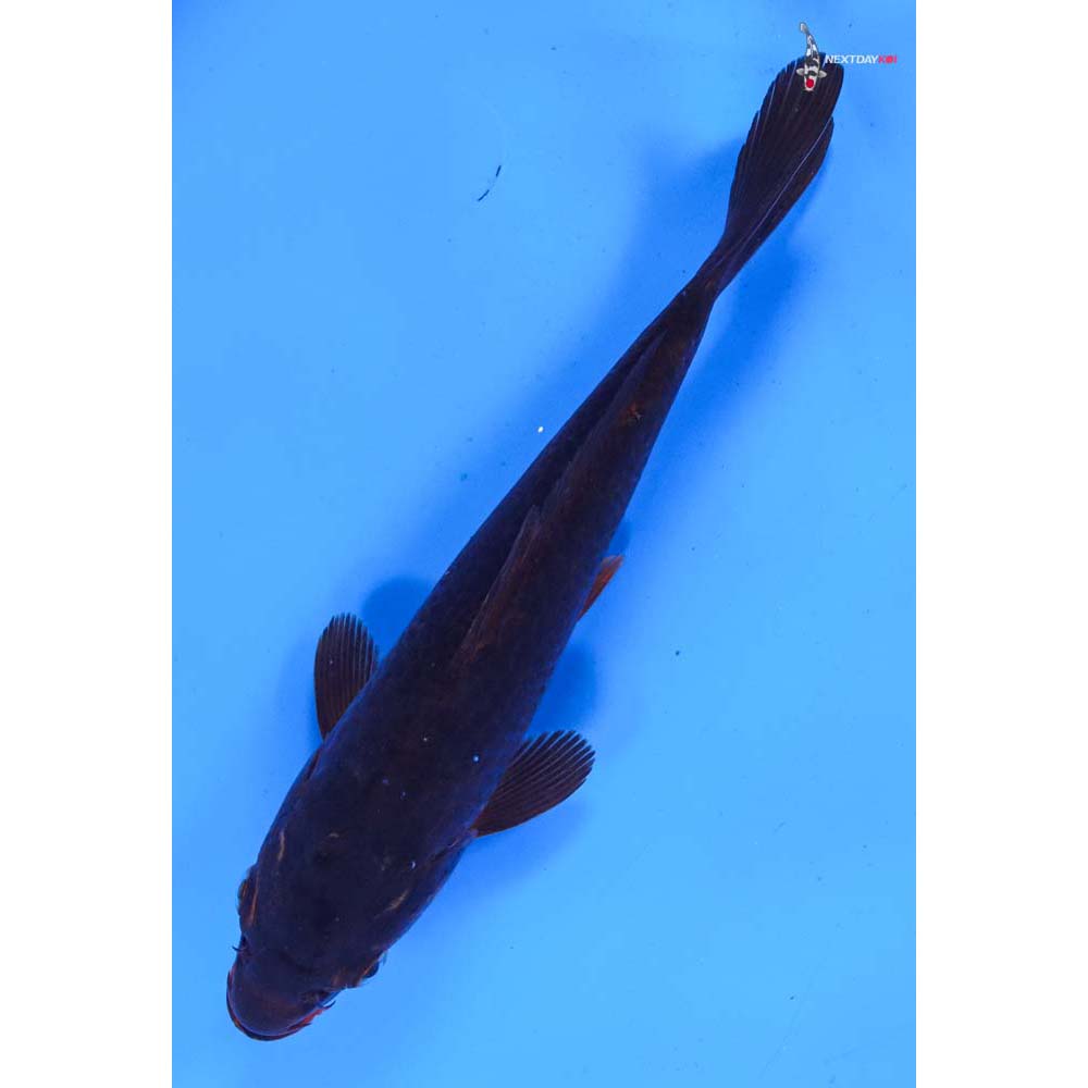 7” Imported Chagoi