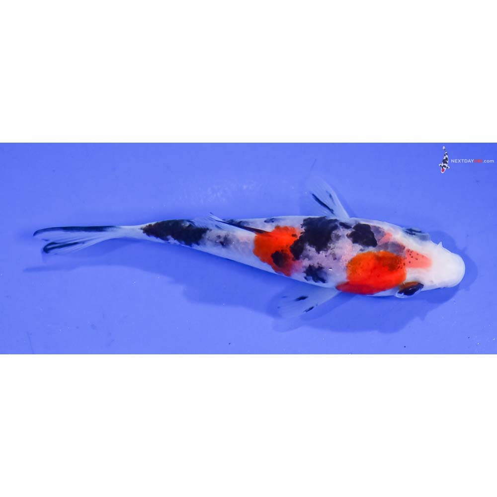 3.5” Imported Sanke