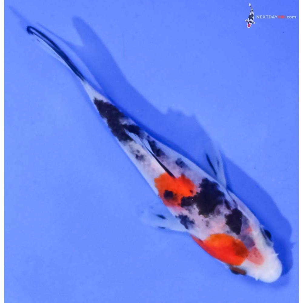 3.5” Imported Sanke
