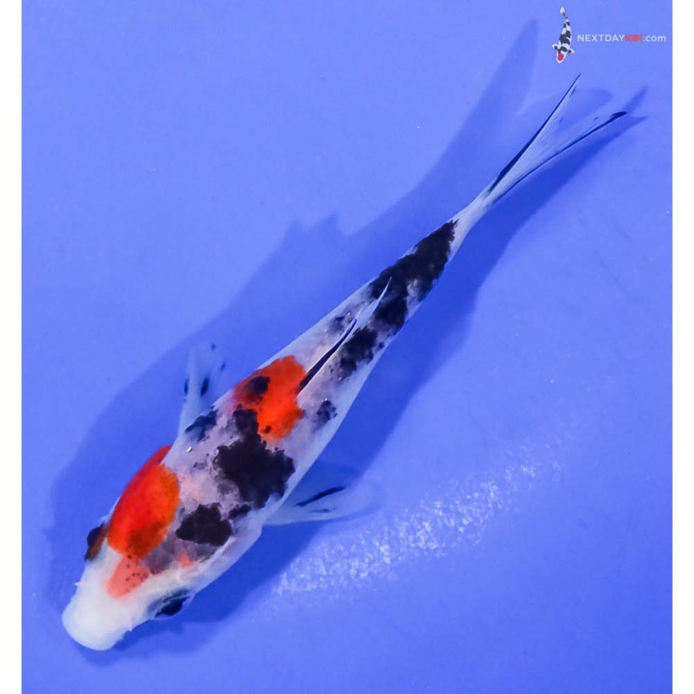 3.5” Imported Sanke