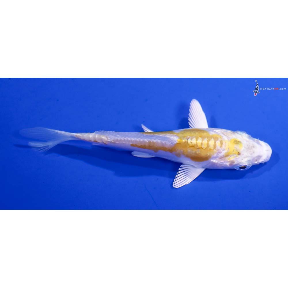3.5” Imported Doitsu Lemon Hariwake