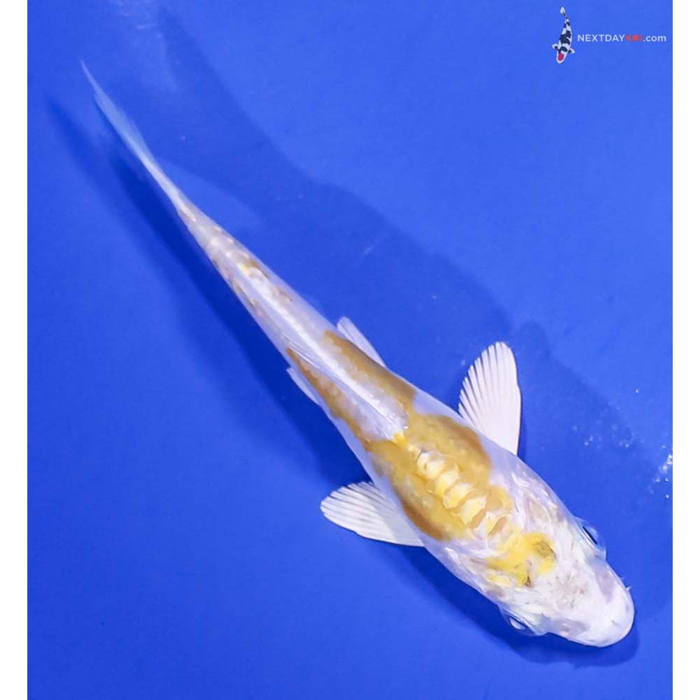 3.5” Imported Doitsu Lemon Hariwake