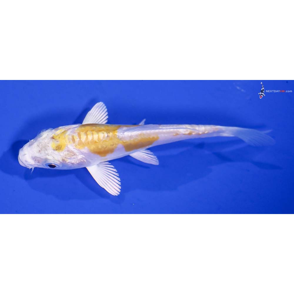 3.5” Imported Doitsu Lemon Hariwake