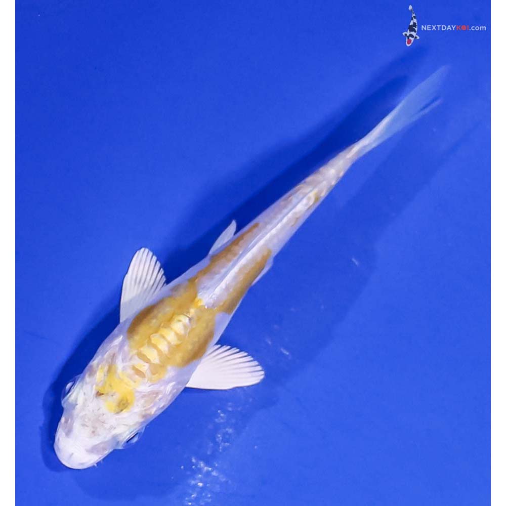 3.5” Imported Doitsu Lemon Hariwake