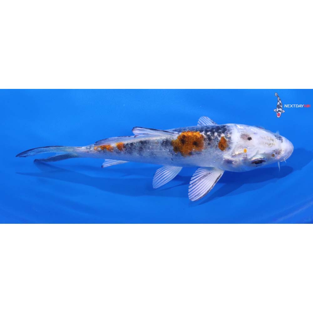 4.5” Imported Yamato Nishiki