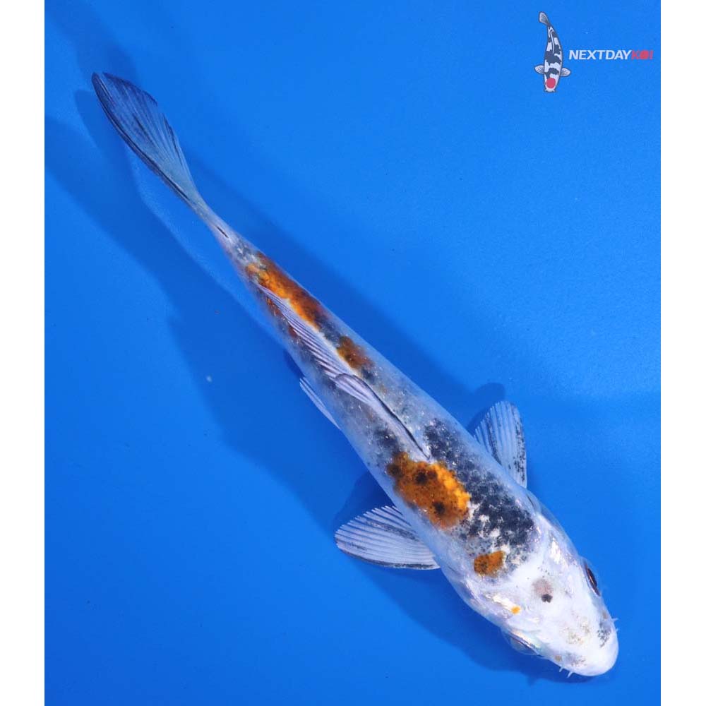 4.5” Imported Yamato Nishiki