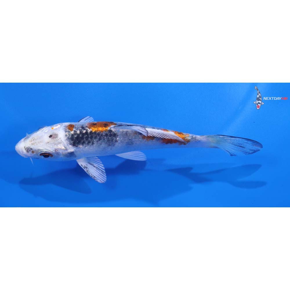 4.5” Imported Yamato Nishiki