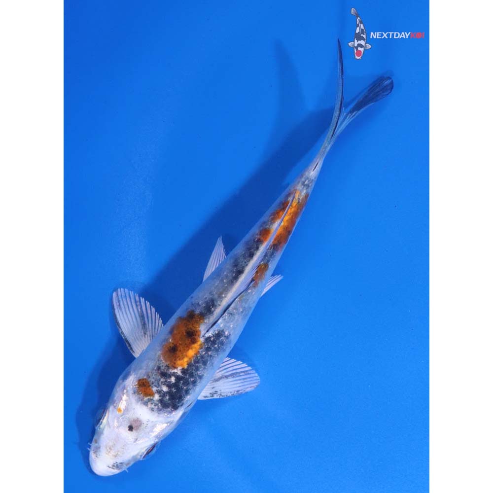 4.5” Imported Yamato Nishiki
