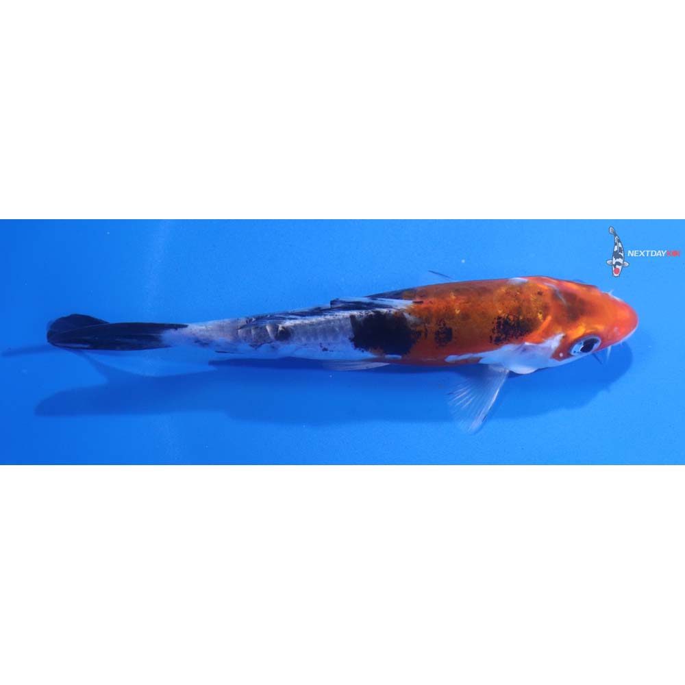 4.5” Imported Doitsu Sanke