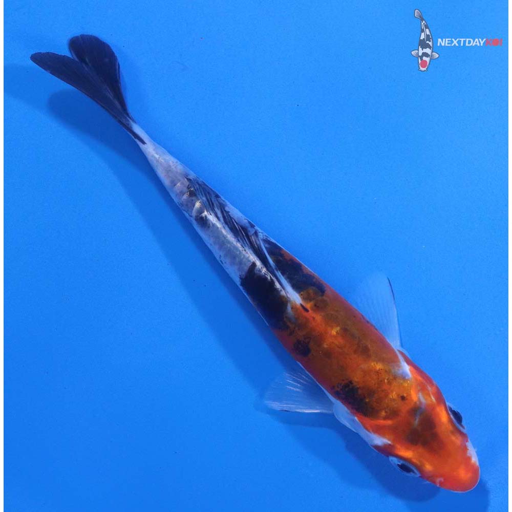 4.5” Imported Doitsu Sanke