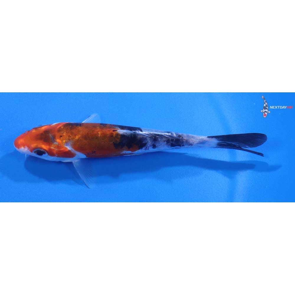 4.5” Imported Doitsu Sanke