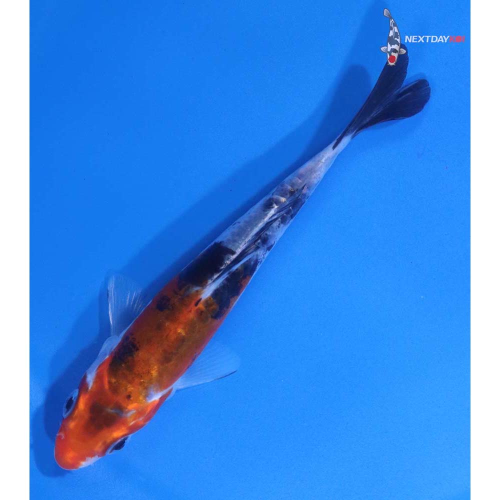 4.5” Imported Doitsu Sanke