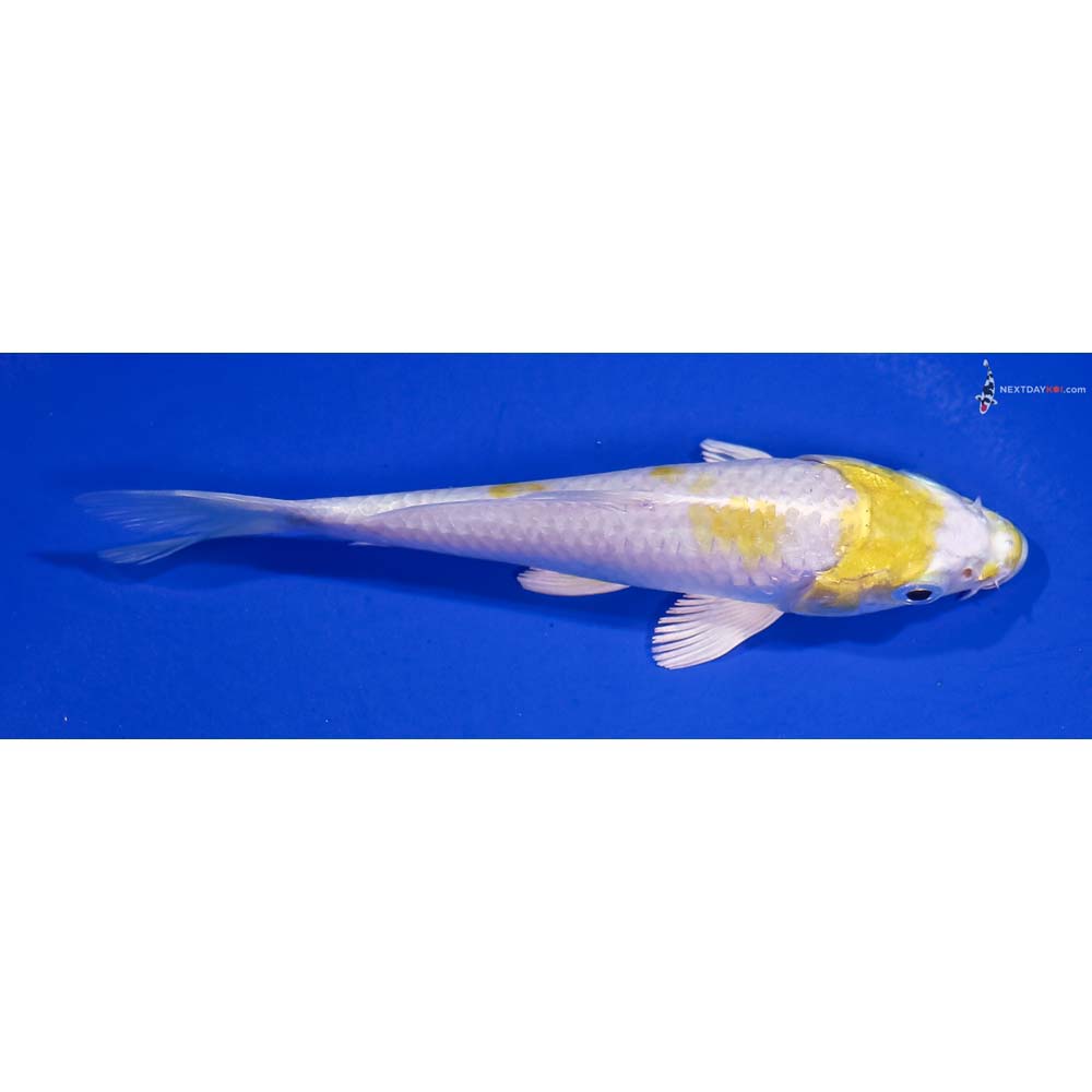 5” Imported Lemon Hariwake
