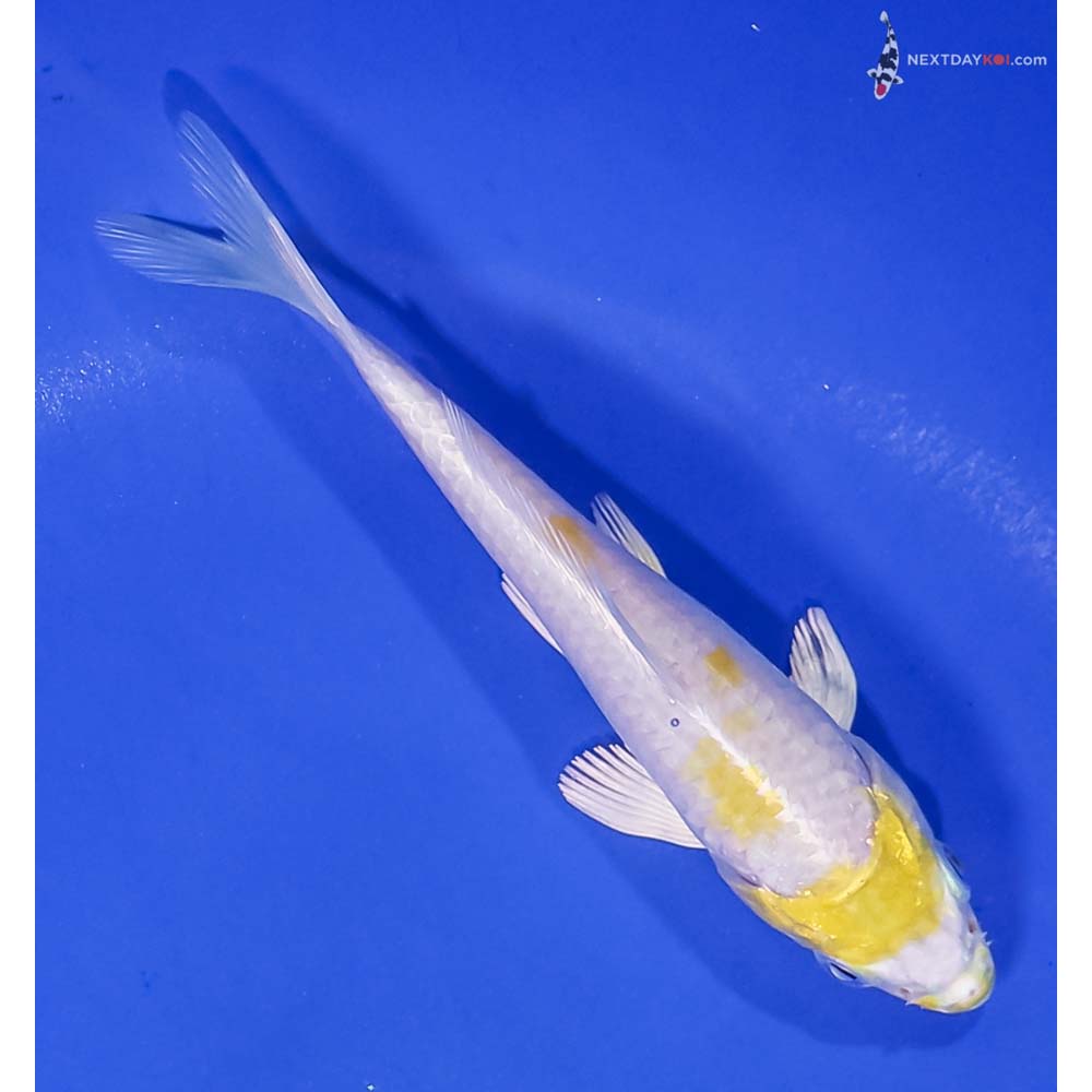 5” Imported Lemon Hariwake