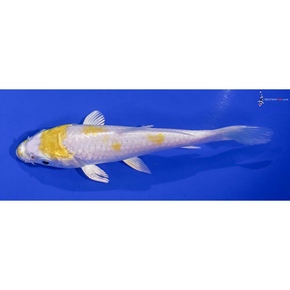 5” Imported Lemon Hariwake