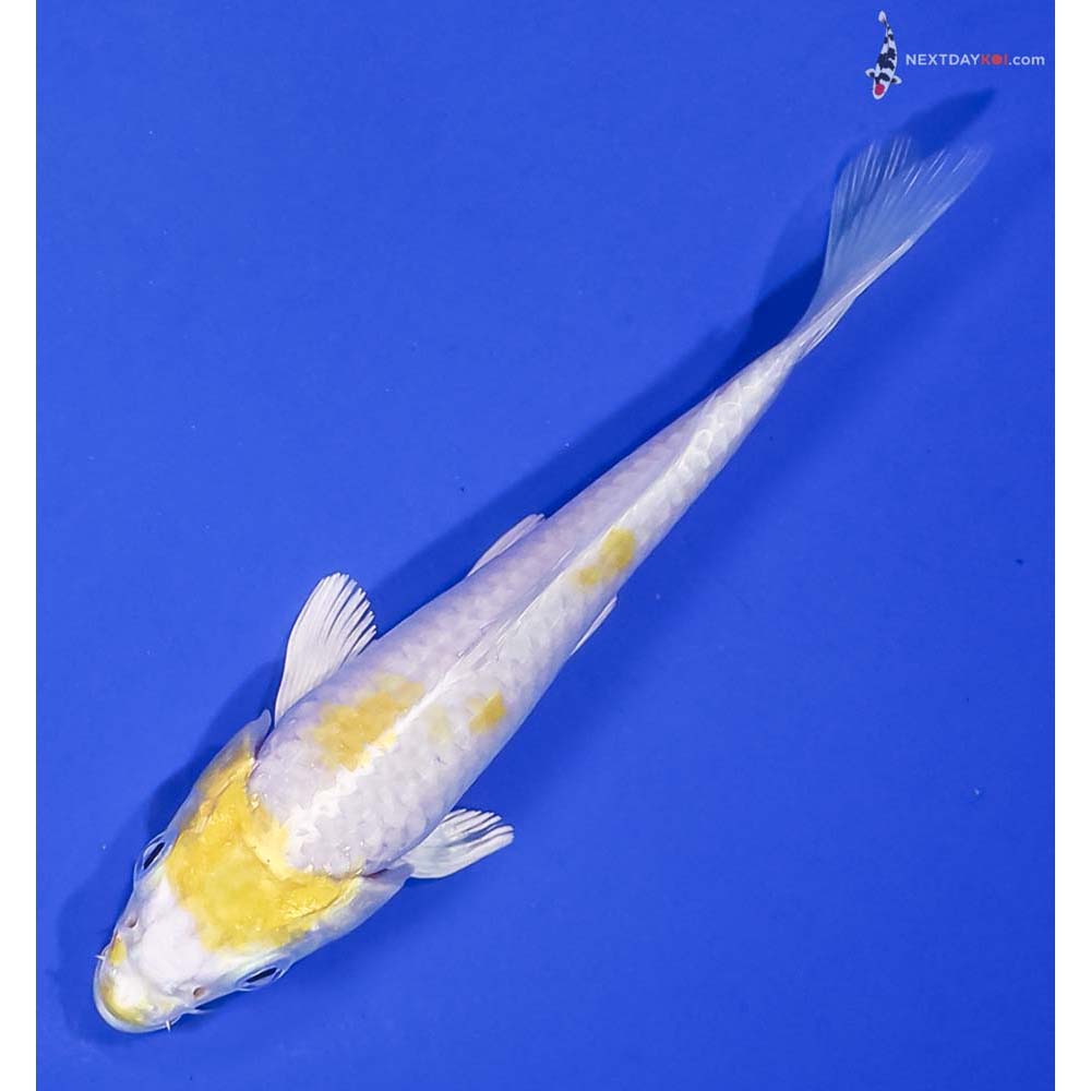5” Imported Lemon Hariwake