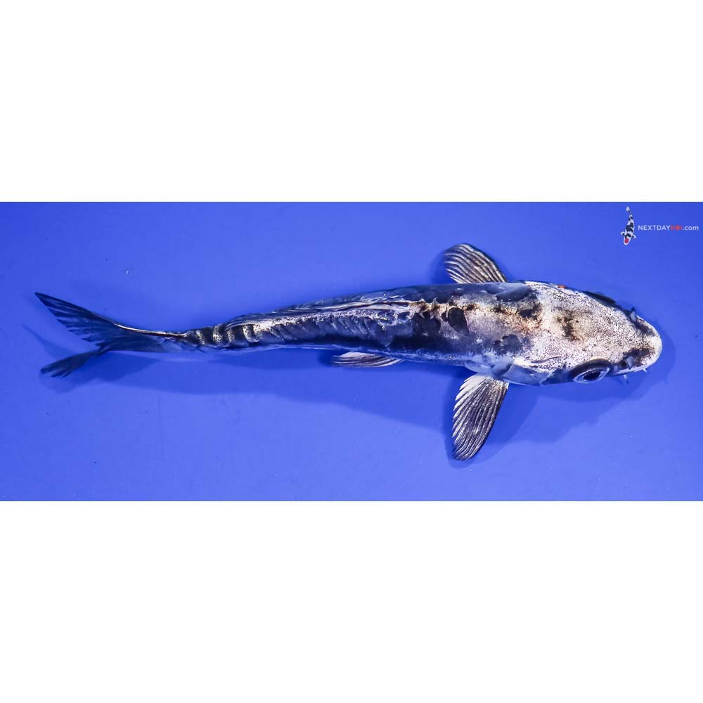 5.5” Imported Kin Kikokuryu
