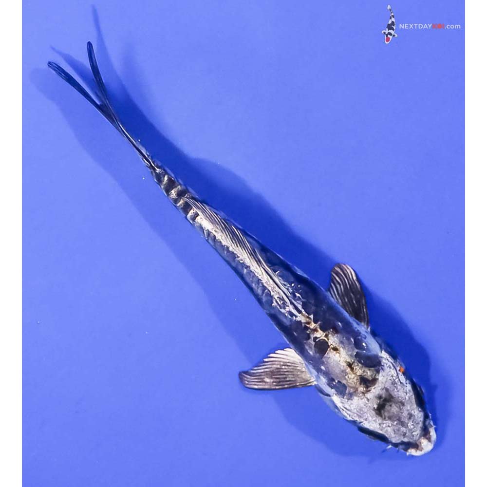 5.5” Imported Kin Kikokuryu