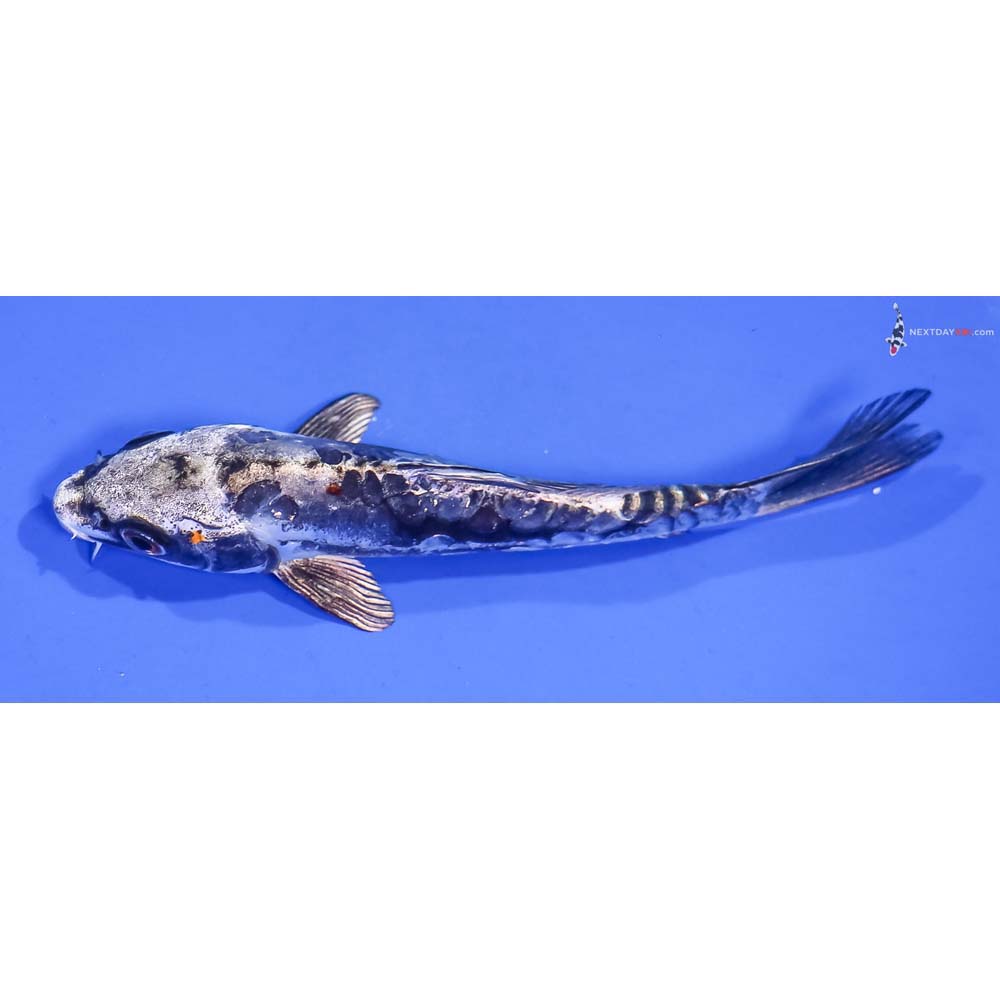 5.5” Imported Kin Kikokuryu