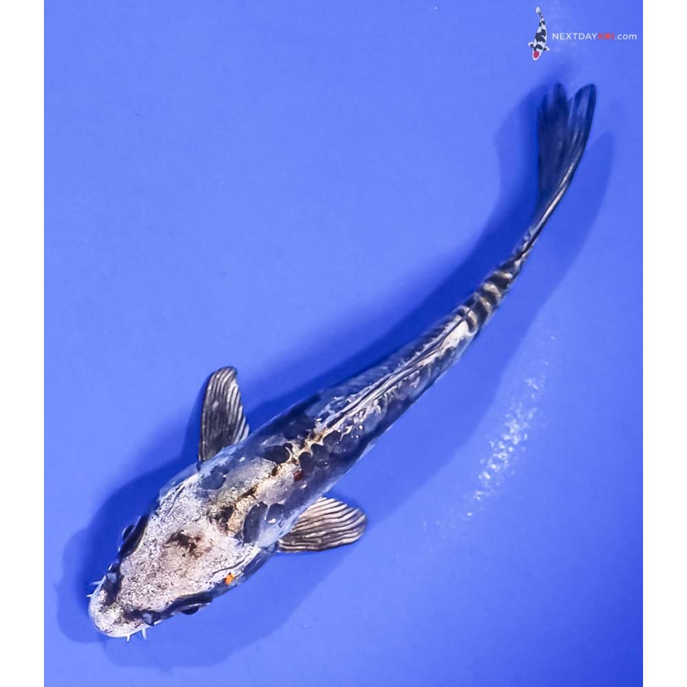 5.5” Imported Kin Kikokuryu