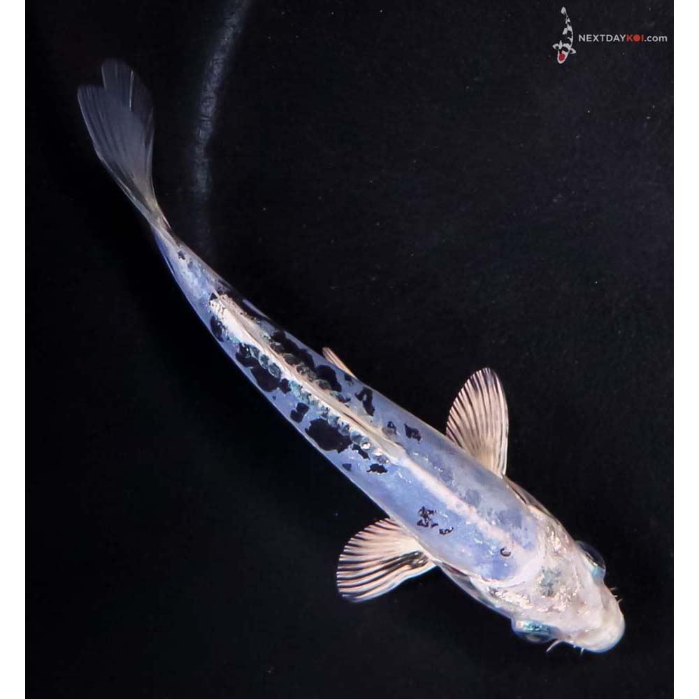5.5” Imported Doitsu Blue Gin Shiro Bekko