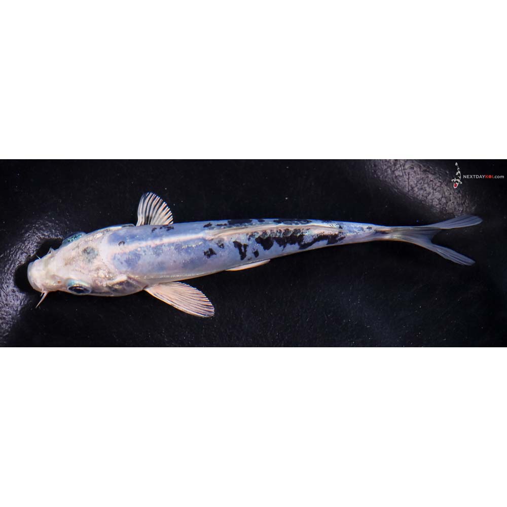 5.5” Imported Doitsu Blue Gin Shiro Bekko