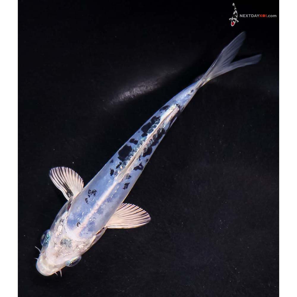 5.5” Imported Doitsu Blue Gin Shiro Bekko