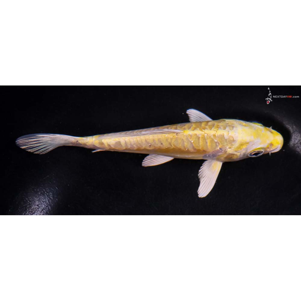 5.5” Imported Doitsu Yamabuki Ogon