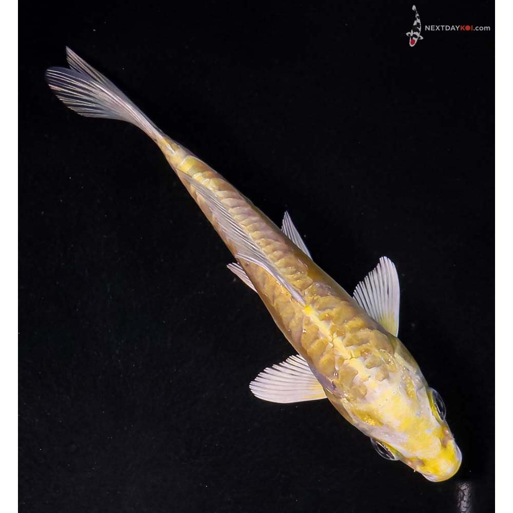5.5” Imported Doitsu Yamabuki Ogon