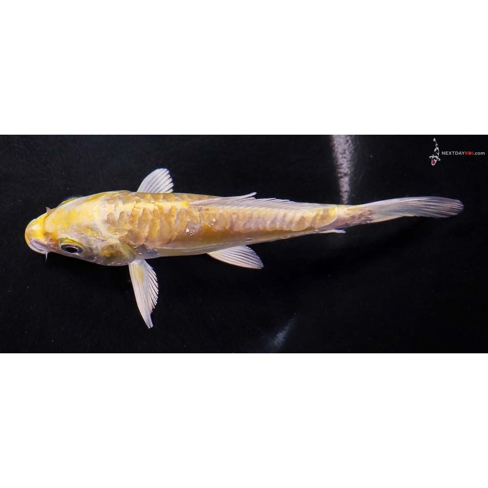 5.5” Imported Doitsu Yamabuki Ogon