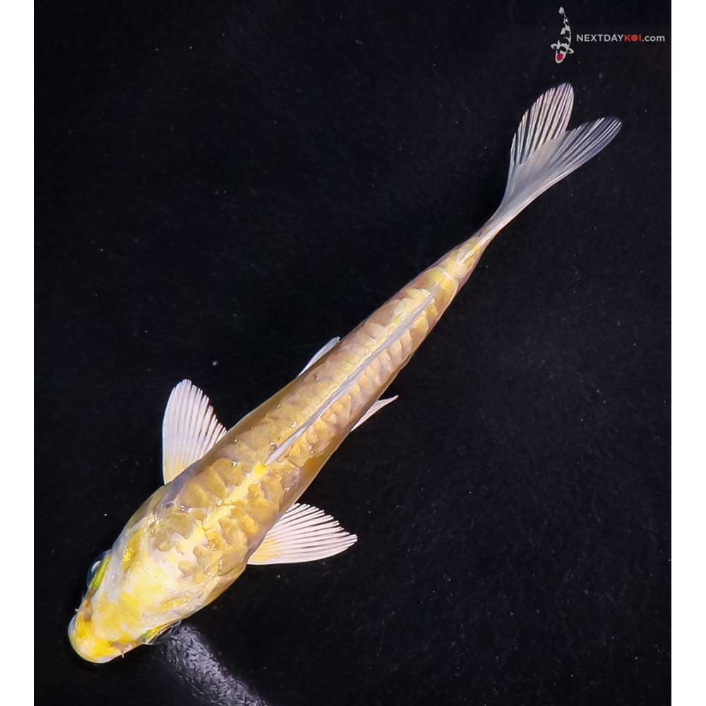 5.5” Imported Doitsu Yamabuki Ogon