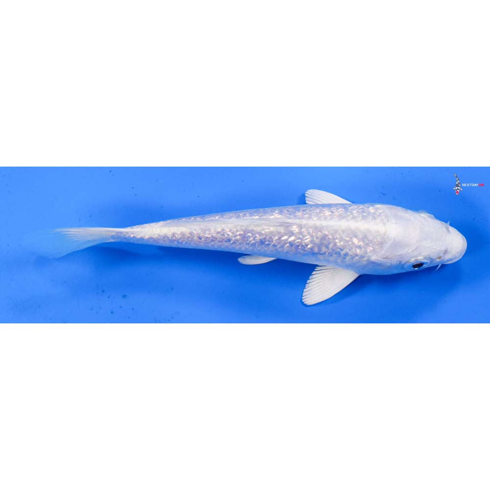 5.5” Imported Gin Rin Platinum Ogon