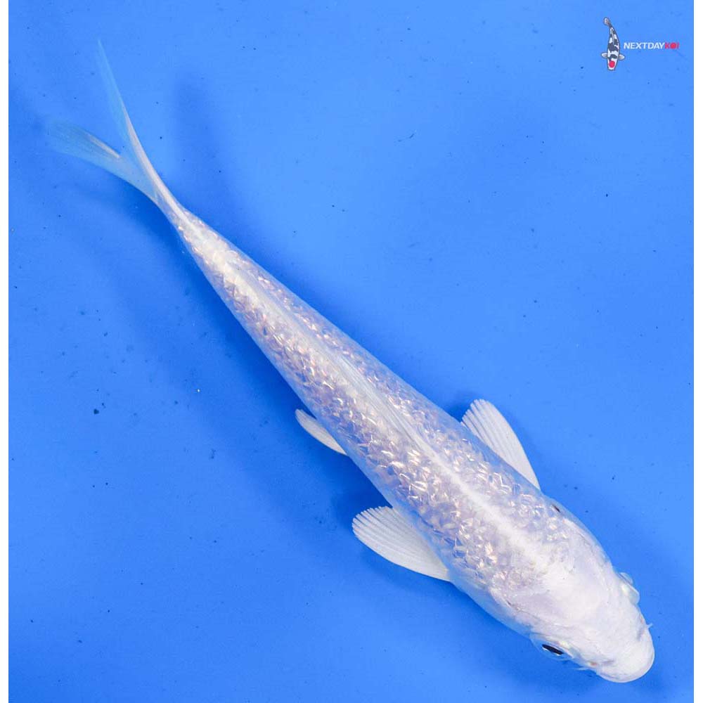 5.5” Imported Gin Rin Platinum Ogon