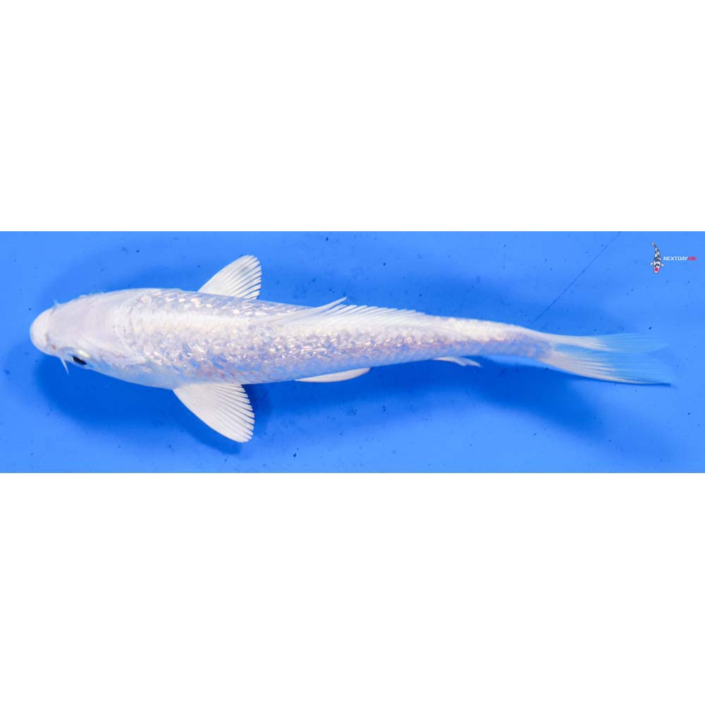 5.5” Imported Gin Rin Platinum Ogon