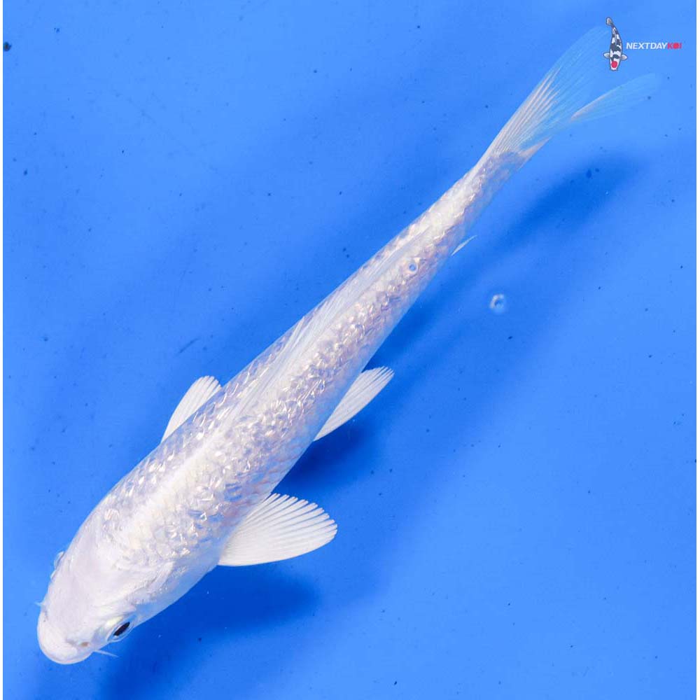 5.5” Imported Gin Rin Platinum Ogon