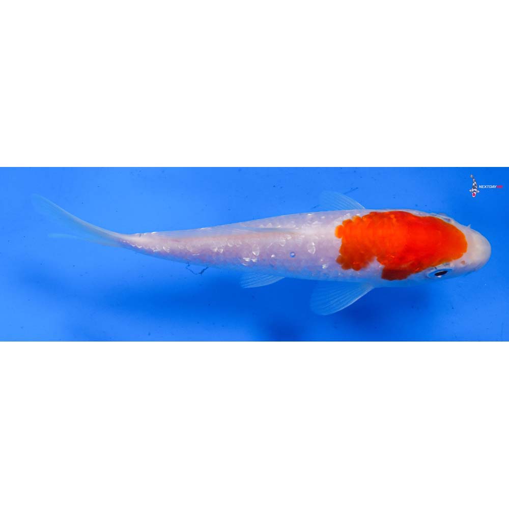 5.5” Imported Gin Rin Kohaku