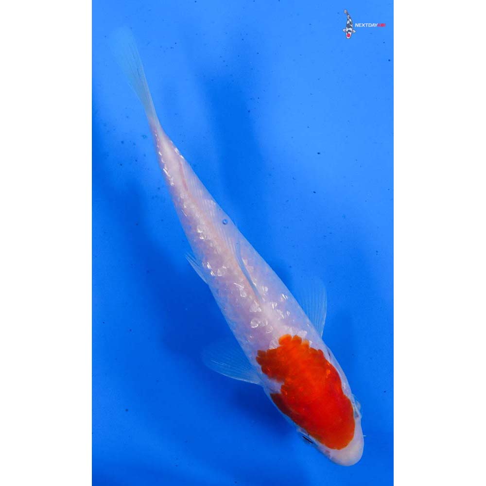 5.5” Imported Gin Rin Kohaku